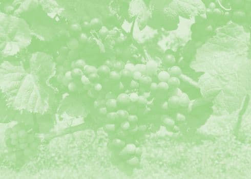 El Informe Vendimia — Uruguay 2020 está publicado