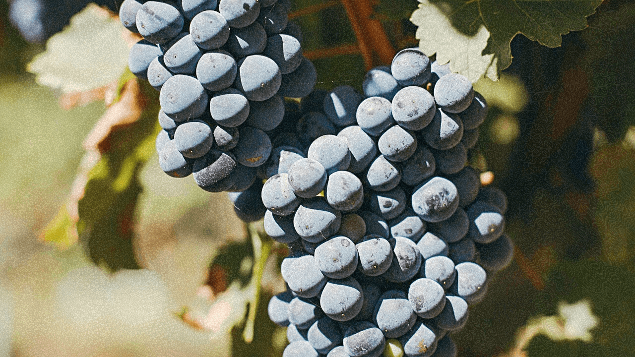 12 vinos uruguayos para celebrar el Día del Tannat