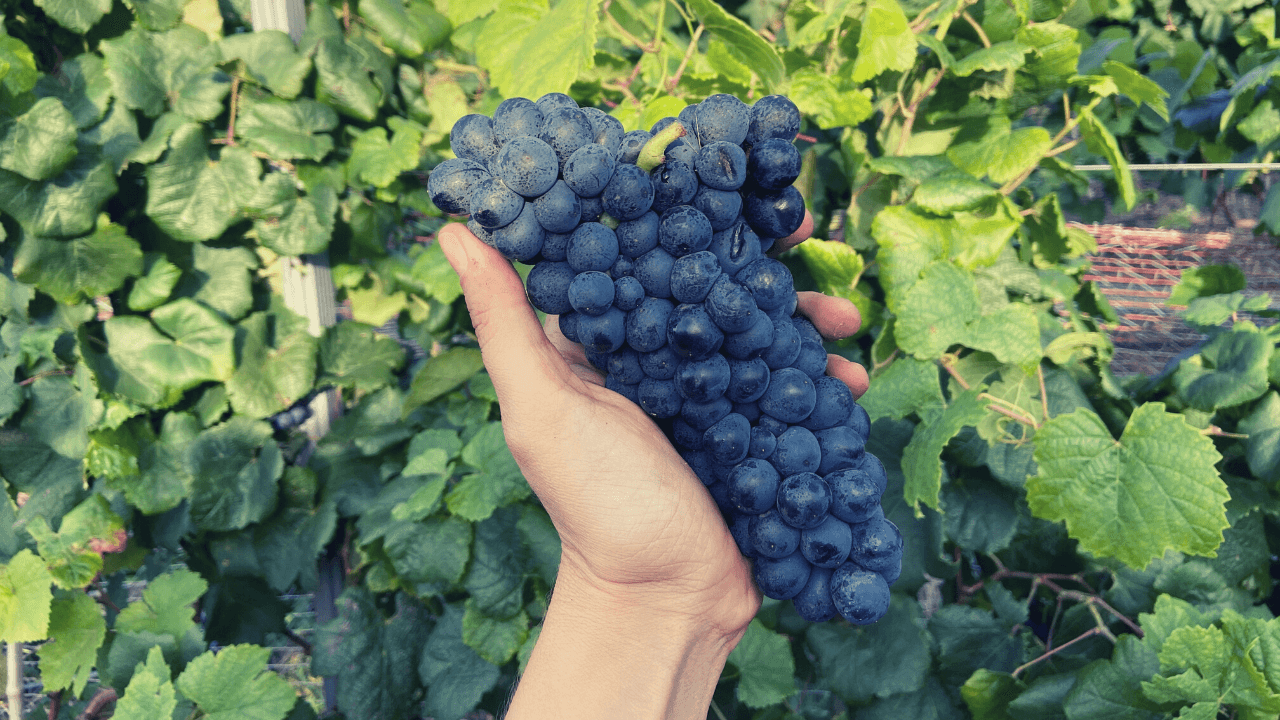 Mi propuesta para aumentar las exportaciones de vino uruguayo